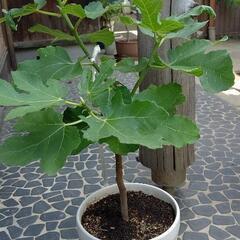 いちじく 鉢植え 苗木