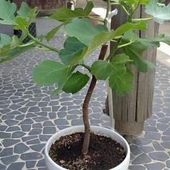 いちじく 鉢植え 苗木の画像