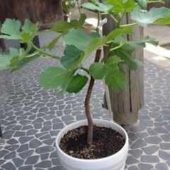 いちじく 鉢植え 苗木の画像