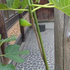 白いちじく  バナーネ     の画像
