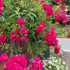 つるバラの画像