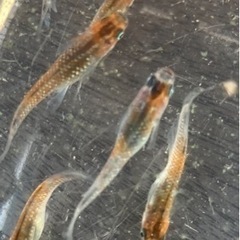 🌸アマテラス✖️ルビートパーズ　若魚8匹セット🌸