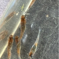 🌸アマテラス✖️ルビートパーズ　若魚8匹セット🌸の画像