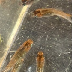 🌸アマテラス✖️ルビートパーズ　若魚8匹セット🌸の画像