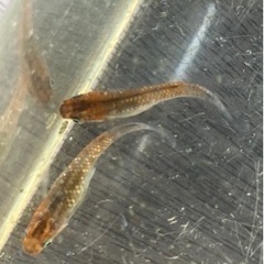 🌸アマテラス✖️ルビートパーズ　若魚8匹セット🌸の画像