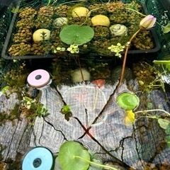 各種水草
