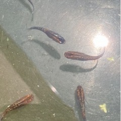 🌸アマテラス✖️ルビートパーズ　若魚8匹セット🌸の画像