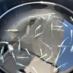 マリアージュロング＆キッシングフィン　1ペアの画像