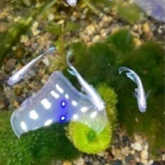 マリアージュロング＆キッシングフィン　1ペアの画像