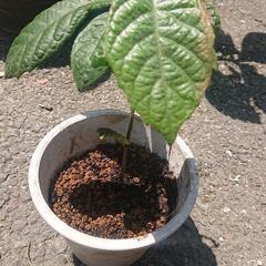 【お話し中】ビワの苗木 三年もの びわ 枇杷 果樹 果物 フルーツBiwa fruitsの画像