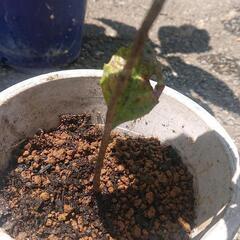 【お話し中】ビワの苗木 三年もの びわ 枇杷 果樹 果物 フルーツBiwa fruitsの画像