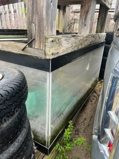 150センチ　大型水槽