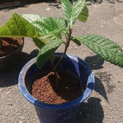 枇杷の苗木 4～5年もの びわ ビワ Biwa fruits 果樹 果物フルーツ ガーデニング 無農薬 園芸 観葉植物     の画像