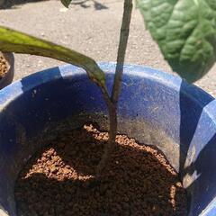 枇杷の苗木 4～5年もの びわ ビワ Biwa fruits 果樹 果物フルーツ ガーデニング 無農薬 園芸 観葉植物     の画像