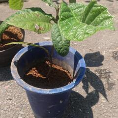枇杷の苗木 4～5年もの びわ ビワ Biwa fruits 果樹 果物フルーツ ガーデニング 無農薬 園芸 観葉植物     の画像