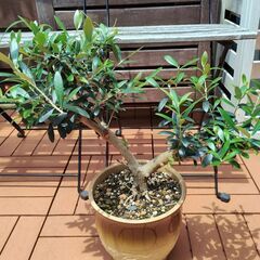 ★値下げしました★　オリーブ　木　植木　太木挿し　鉢植えの画像