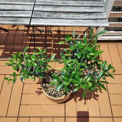 ★値下げしました★　オリーブ　木　植木　太木挿し　鉢植えの画像