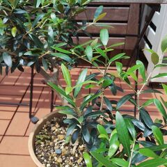 ★値下げしました★　オリーブ　木　植木　太木挿し　鉢植えの画像