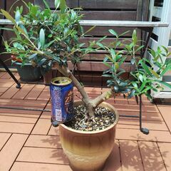 ★値下げしました★　オリーブ　木　植木　太木挿し　鉢植えの画像