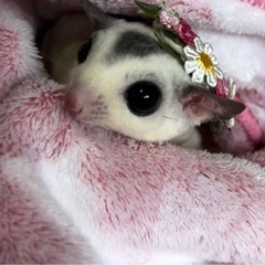 フクロモモンガ好き仲間募集中