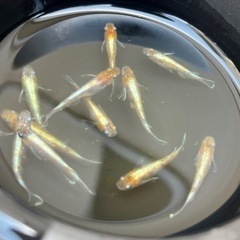 【メダカ】朱光菊　5匹+α　1000円