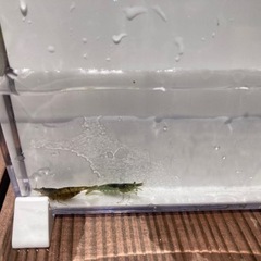 ミナミヌマエビ