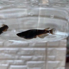 【終了しました】五式ヒレ長 めだかの画像