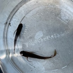 【終了しました】五式ヒレ長 めだかの画像