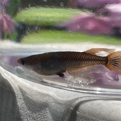 【終了しました】五式ヒレ長 めだかの画像