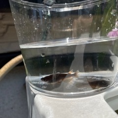 【終了しました】五式ヒレ長 めだかの画像