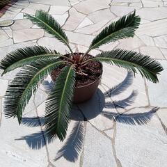 ソテツ