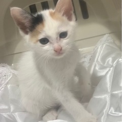 🌸🐈可愛い三毛猫の仔猫さん🐈🌸譲渡