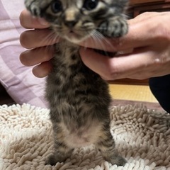 （ストップ中）生後3週間　野良猫　メス　キジトラ　垂れ耳