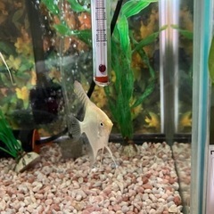 熱帯魚ゴールデンエンジェルフィッシュ