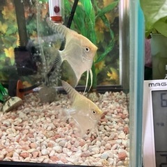 熱帯魚ゴールデンエンジェルフィッシュの画像