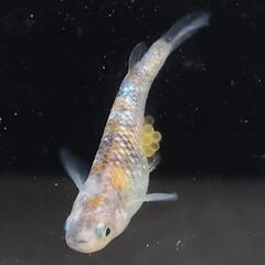 【サウザーメダカ】墨黒三色ラメ(すみぐろさんしょくらめ)♪もうメダカには見えない☆の画像