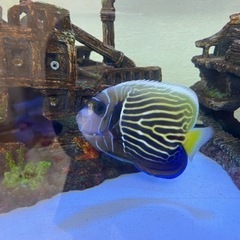 タテジマキンチャクダイ（ウズキン）