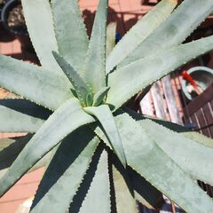 ★値下げしました★　アロエ　ディコトマ　植木　鉢植えの画像
