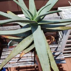 ★値下げしました★　アロエ　ディコトマ　植木　鉢植えの画像