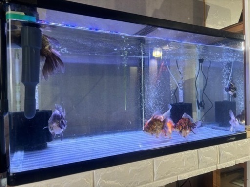 オーバーフロー水槽&濾過層セット