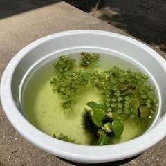 水草（浮き草：オオサンショウモ） 
