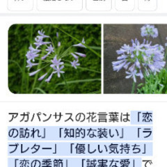 アガパンサス掘りました。欲しい方に差し上げます!の画像
