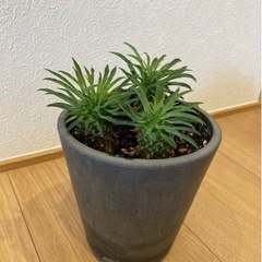 ソテツキリン