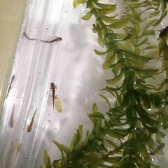 アカハライモリ　幼生　15匹程度