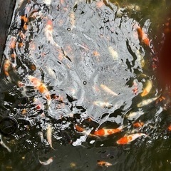 錦鯉