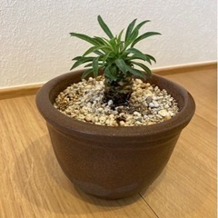 ソテツキリン