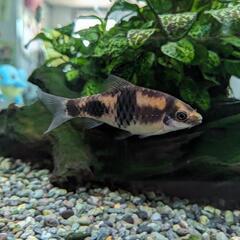 メロンバルブの画像