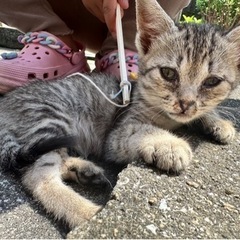 子猫2匹(6/17写真追加しました)
