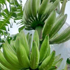 ムサアエアエ バナナ 苗