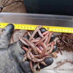 福岡限定　ウナギ釣りえさ　ドバミミズ 100匹　ヒバカリ　タカチホヘビ　リュウキュウアオヘビなどの画像